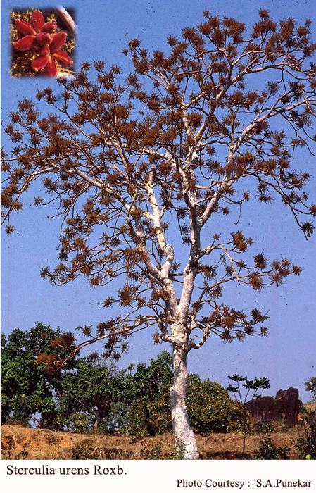 Sterculia urens Roxb.